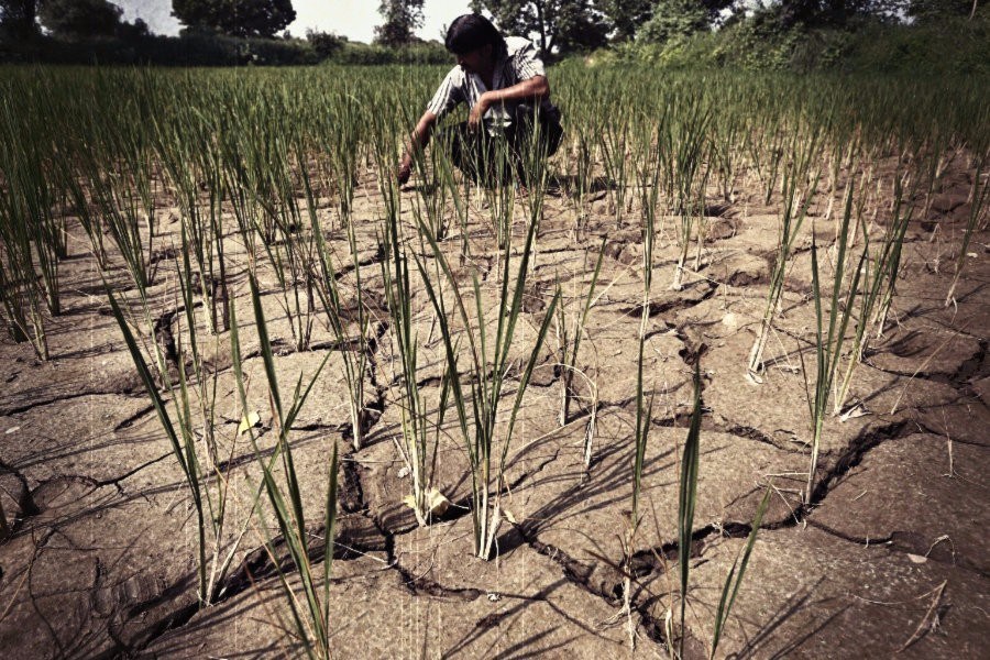 समृद्ध भारतको अँध्यारो पाटो: एकै वर्ष ११ हजार किसानको आत्महत्या