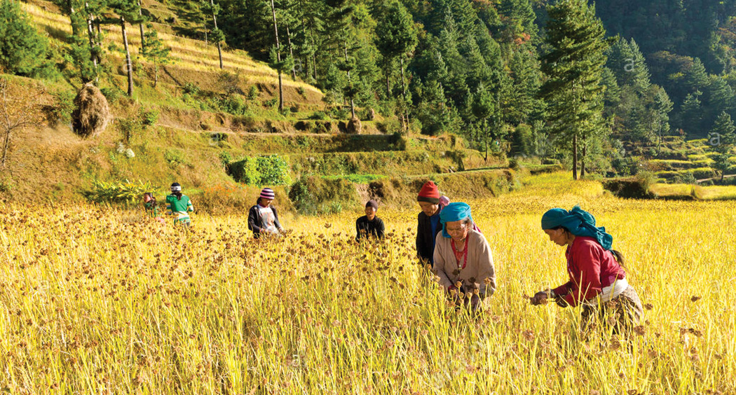  रैथाने बालीको उत्पादन घट्दै 