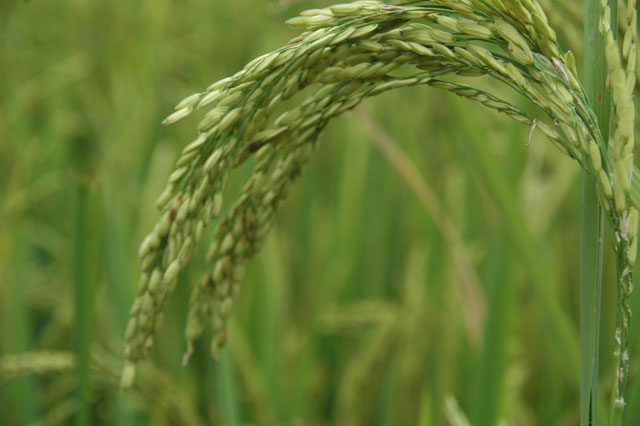 धानमा ध्यान देऊ