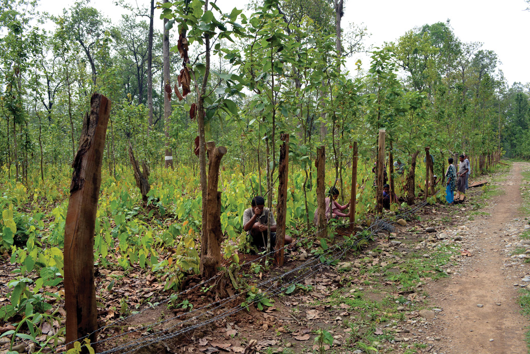 सामुदायिक वनमा तीनवटै सरकारको दाबी 