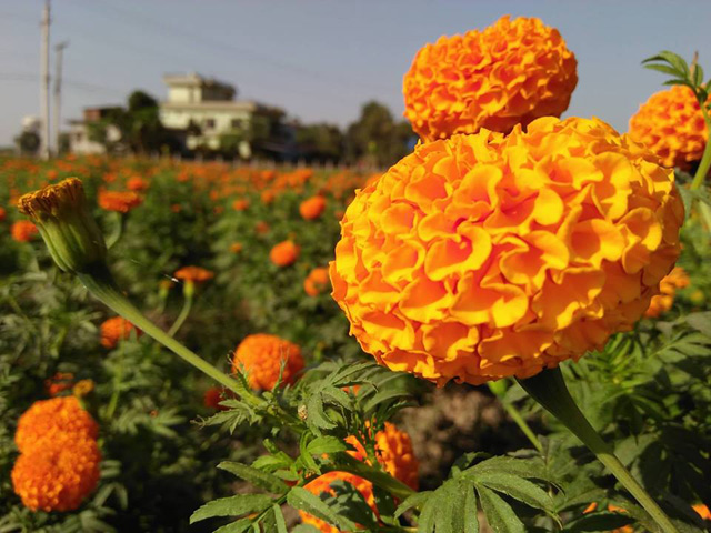 तिहारमा साढे दुई लाख बढी माला भारतबाट ल्याइदै