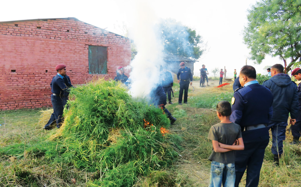  प्रतिबन्धित गाँजा : मास्ने कि जोगाउने 