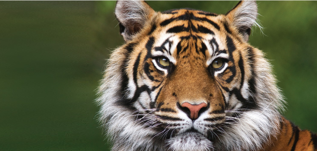 बाघः संख्यासँगै संरक्षणमा चुनौती 