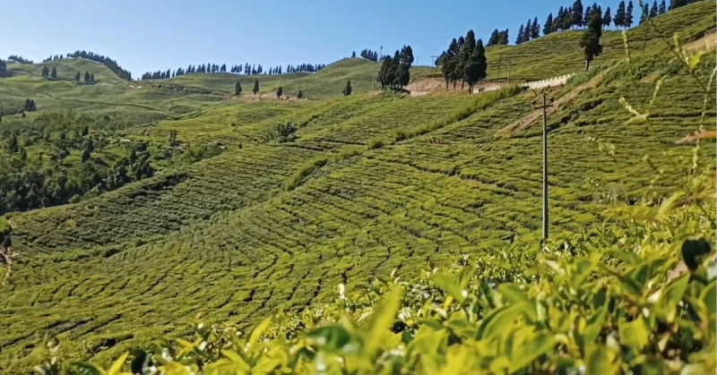 Tea_garden_Kanyam-1701158665.jpg