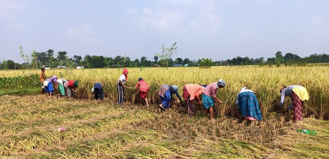 धानको समर्थन मूल्य तोकिए पनि सस्तोमा बेच्न किसान बाध्य, खाद्य कम्पनी भन्छ– ‘किन्छौं भनिसकेपछि हतारमा किन बेचेको ?’