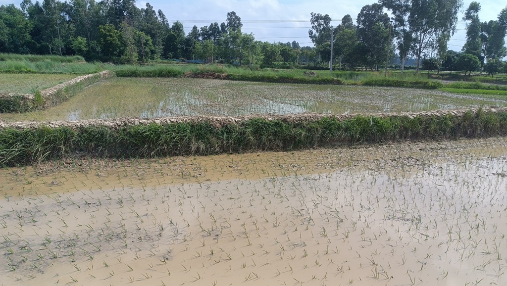 mahottari drought (6).jpg