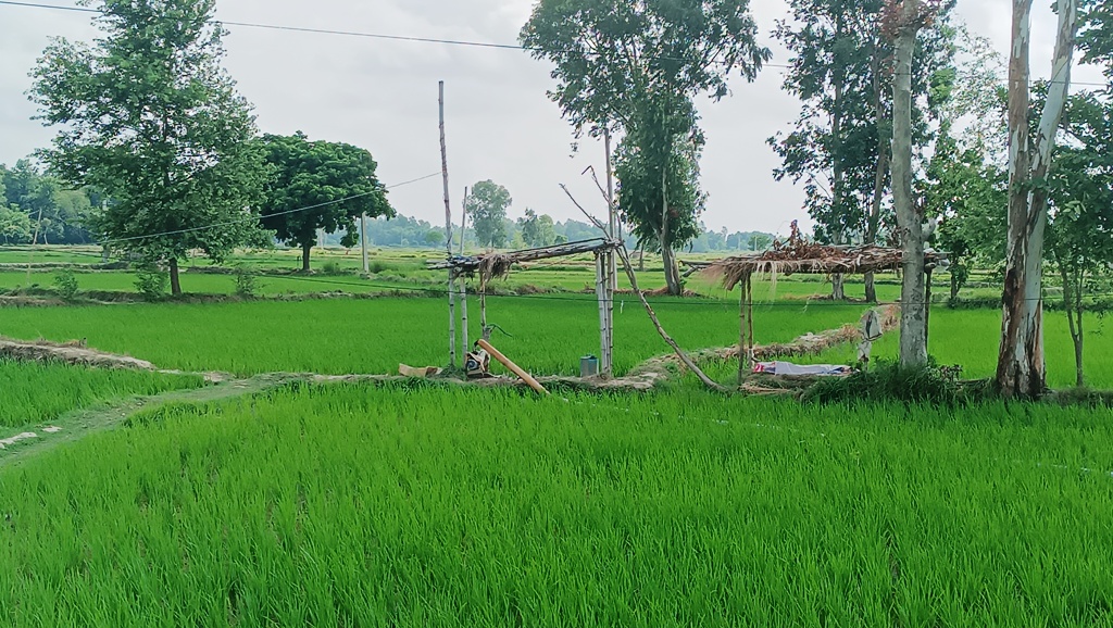 mahottari drought (7).jpg