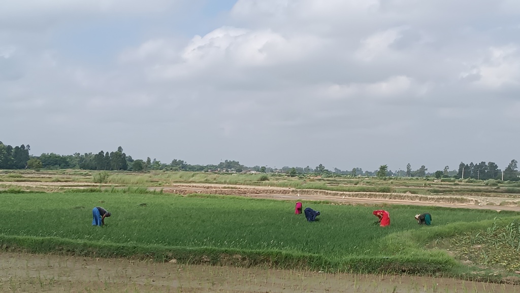 mahottari drought (8).jpg