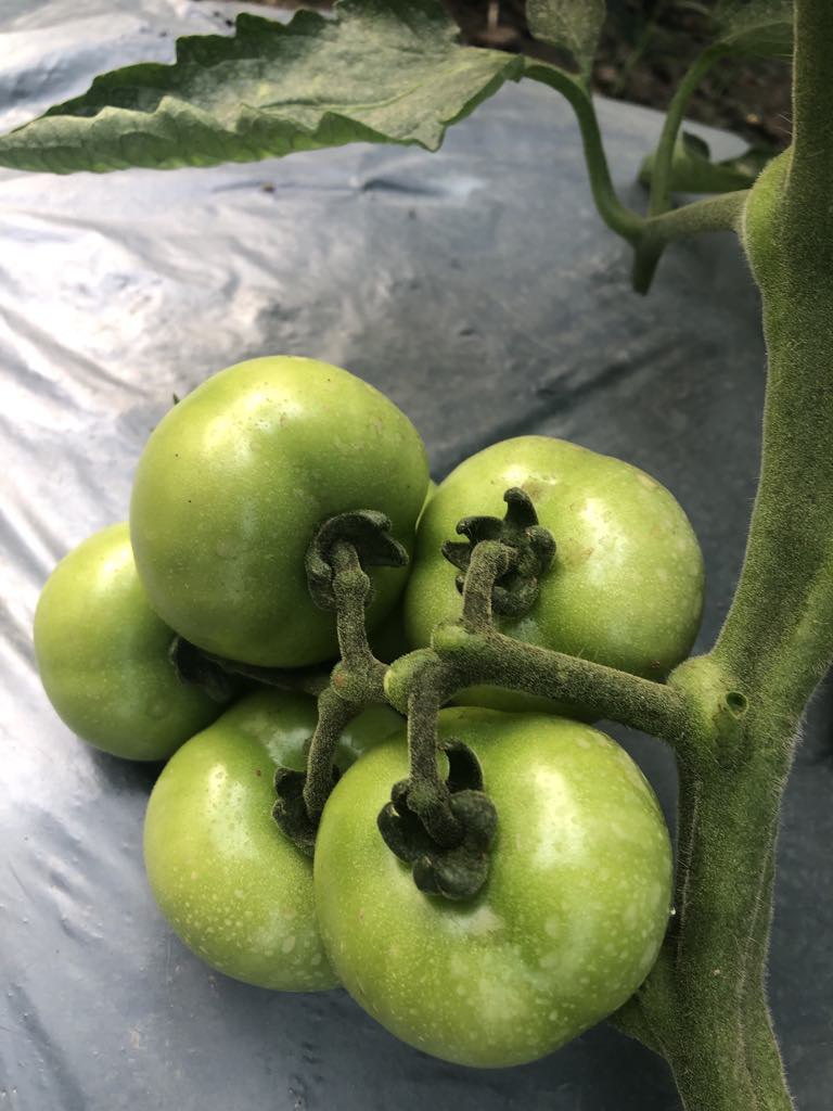 tomato0.jpg