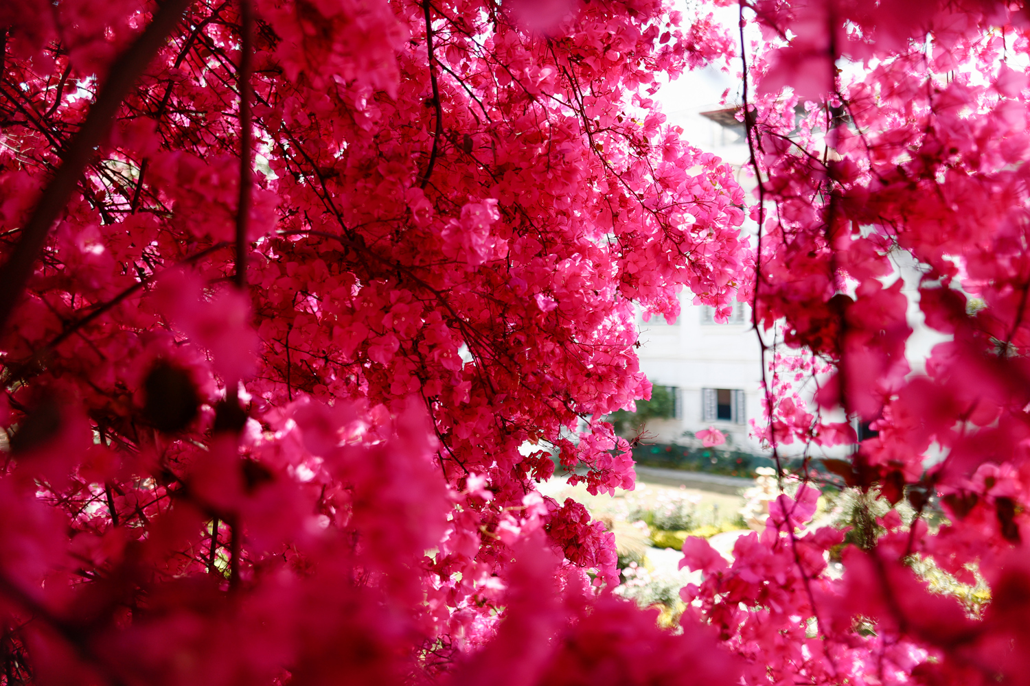 Bougainvillea2.jpg