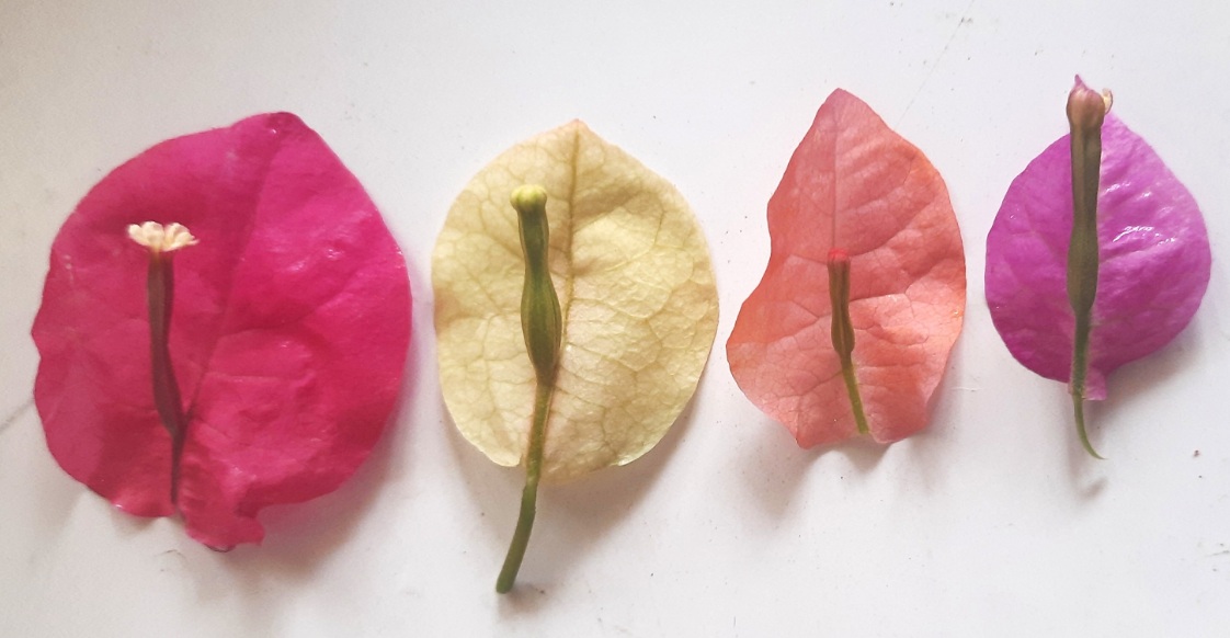 Bougainvillea3.jpg