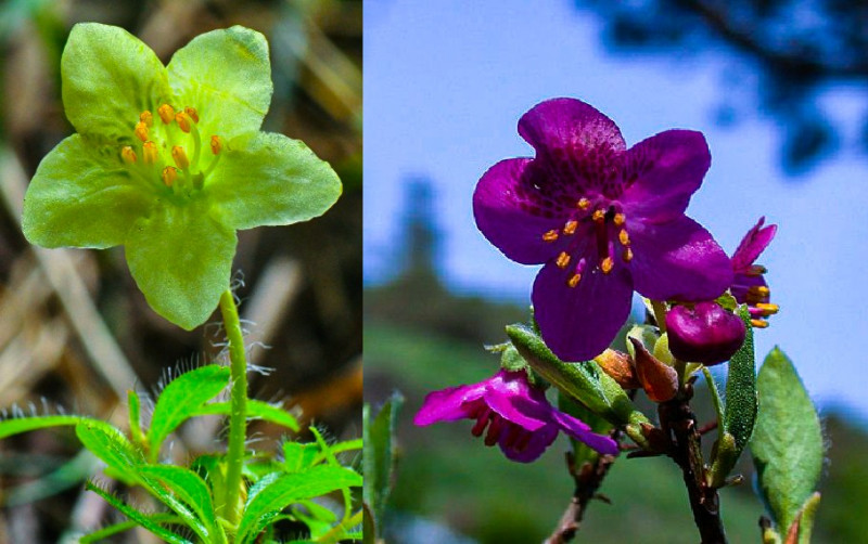 rhododendron2.jpg
