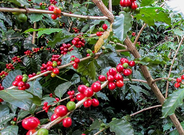 coffee-farming-palpa-nepal.jpg
