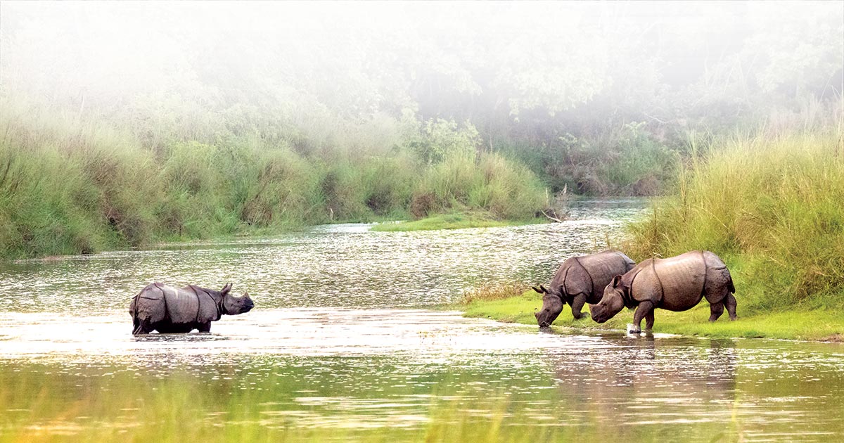 bardiya_1.jpg