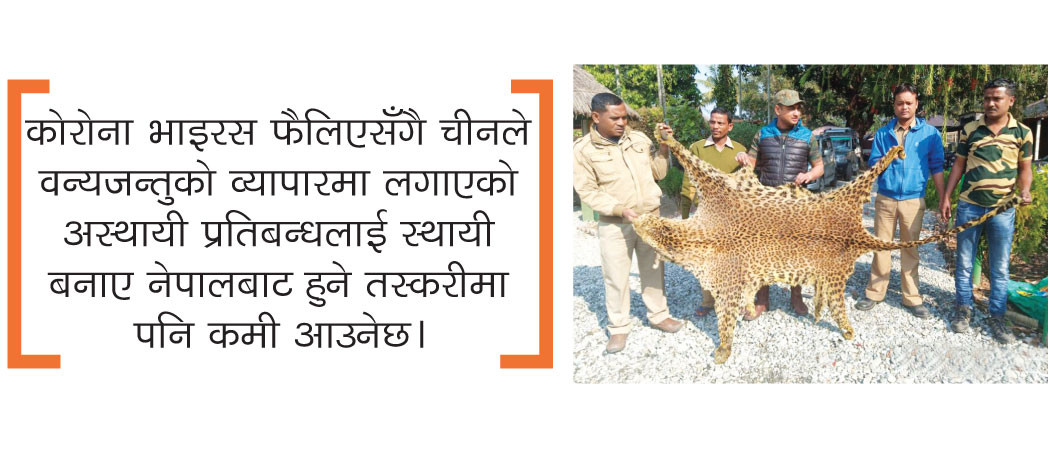 के काेराेनाभाइरस वन्यजन्तु तस्करी रोक्ने अवसर बन्न सक्छ ?