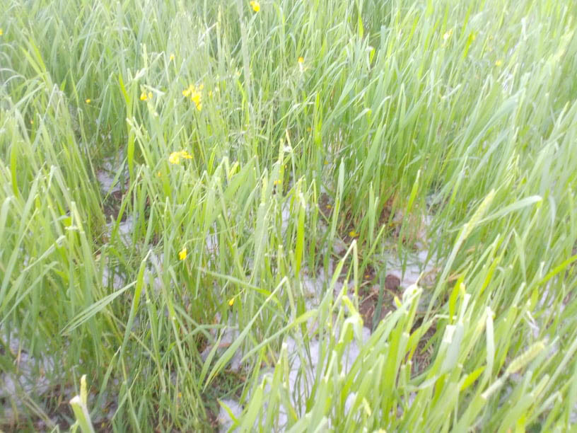 असिनापानीले गहुँ बाली नष्ट, किसान चिन्तित