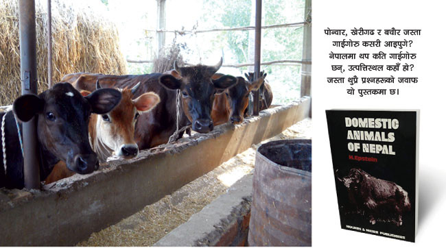 हाम्रा गाईगाेरुका पूर्वज