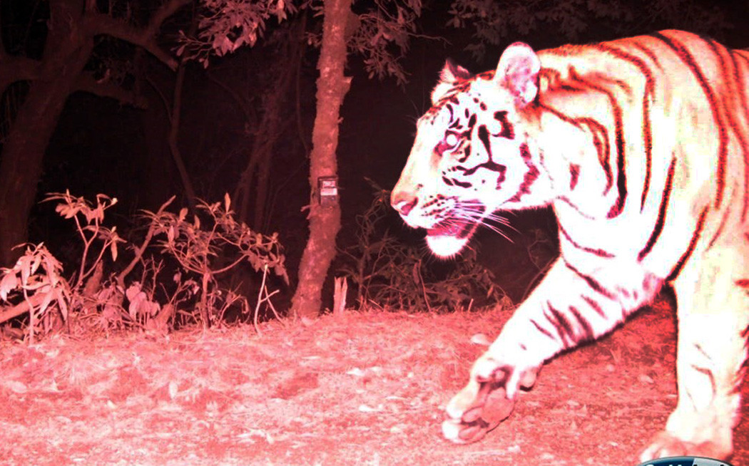 नेपालको उच्च स्थानमा पहिलो पटक भेटियो पाटे बाघ