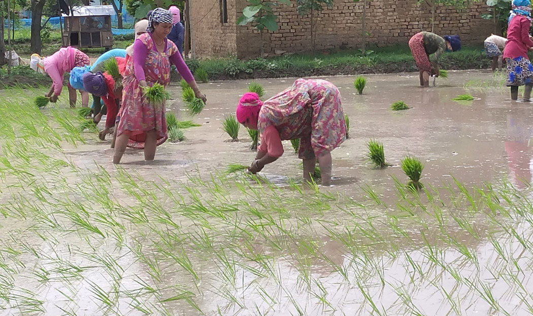 धान रोपाइँ ३७ प्रतिशतले बढ्यो, असार तेस्रो सातामै ६० प्रतिशत सकियो