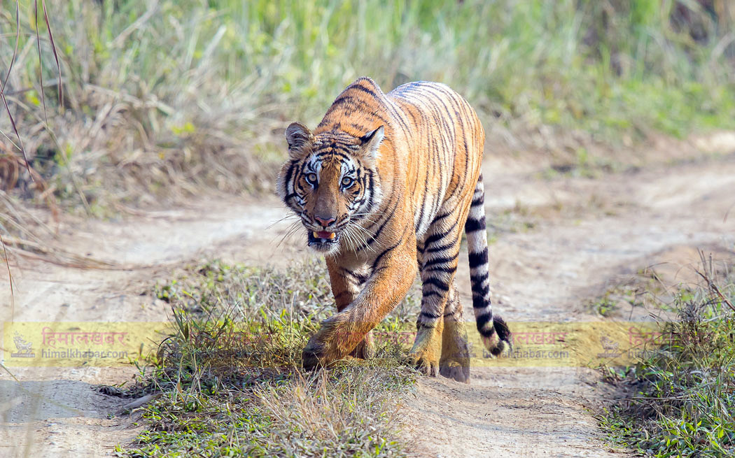 बाघ संरक्षणमा नेपाल विश्वमै नमूना, तर चुनौती बाँकी नै छन्