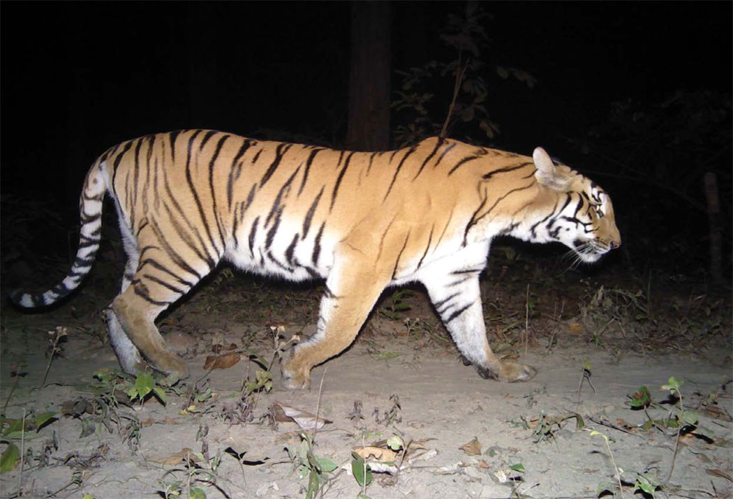 संरक्षणकर्मीका लागि सुखद समाचारः अझै थुप्रै बाघ थेग्न सक्छ चितवन राष्ट्रिय निकुञ्ज