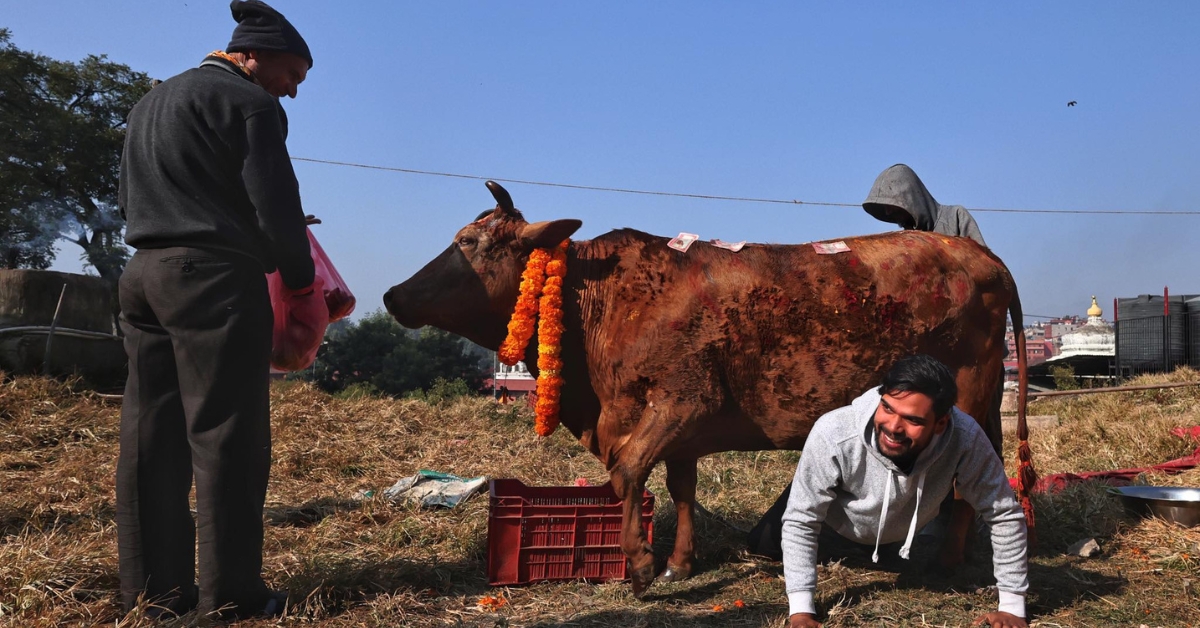 गाईतिहारका तस्वीरहरू