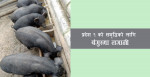 बंगुरबाटै बन्नसक्छ प्रदेश १ समृद्ध