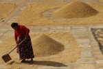 धानको उत्पादन बढ्यो