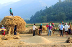 कैलालीमा खाद्य व्यवस्था कम्पनीले बल्ल किन्न थाल्यो किसानको धान