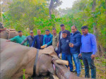 धुर्बे हात्तीलाई लठ्याएर फेरि जोडियो रेडियो कलर