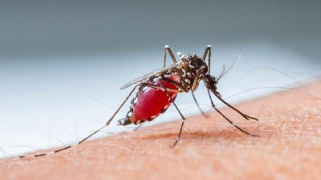 डेंगीका बिरामी २५ हजार नाघे, ३२ जनाको मृत्यु