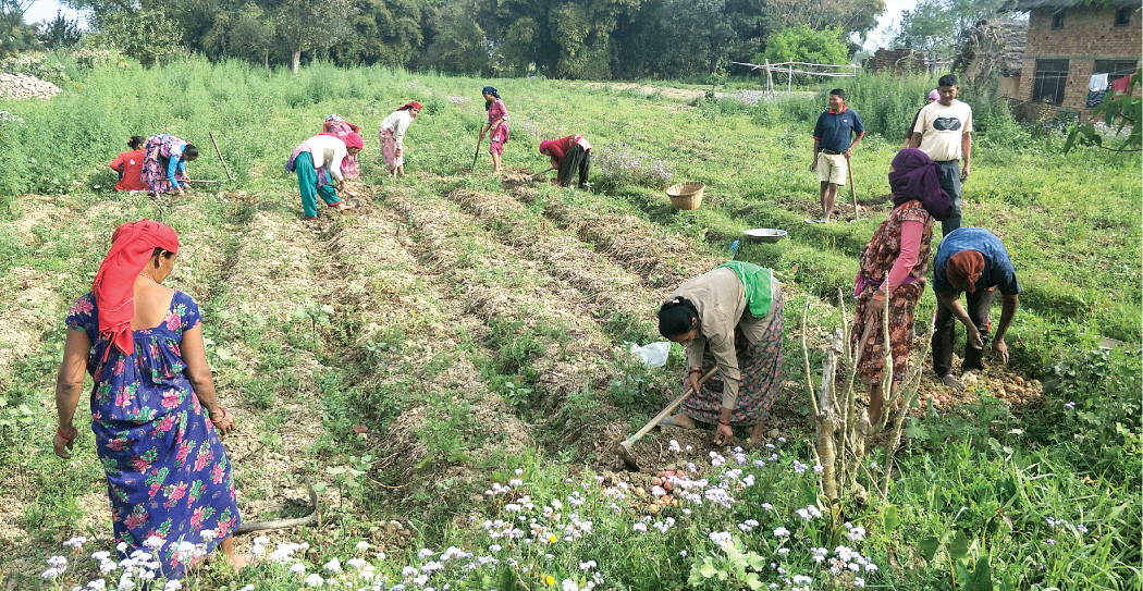 पाँच वर्षमा एक खर्बभन्दा बढी कृषि अनुदान बाँडियो, प्रतिफल न्यून
