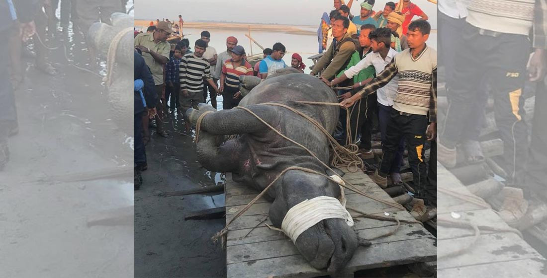 गैंडाको लागि बर्दिया राष्ट्रिय निकुञ्ज अनुपयुक्त, स्थानान्तरण गरिएका १०० मध्ये थोरै मात्र बाँकी