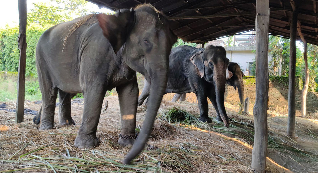 पर्यटक नहुँदा हात्ती पाल्नै समस्या भो सौराहाका पर्यटन व्यवसायीलाई