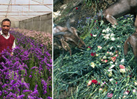 बन्दाबन्दीले ओइलायो फूल व्यवसायः दैनिक सवा करोड घाटा
