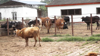 राष्ट्रिय पशुविज्ञान अनुसन्धान प्रतिष्ठानको कृषि फार्म हटाउन ललितपुरका स्थानीयहरूको माग