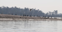 जलपन्छी गणना : नारायणी नदी क्षेत्रमा गत वर्षभन्दा दुई प्रजाति कम