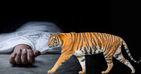 नरभक्षी बाघ खोज्दा शव फेला