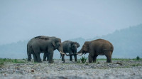 बाहुनडाँगी छाडेर पश्चिमतिर पल्किएका हात्ती
