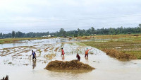 धानबालीमा क्षति पुगेका किसानलाई अधिकतम ५५ हजार दिइने 