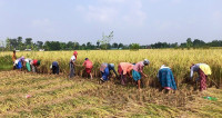 सङ्कटमा कृषि मजदूर