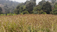 कोदोको रक्सी ब्रान्डिङका लागि कानून बन्ने