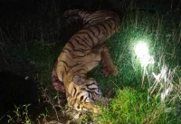 सामुदायिक वनमा मृत भेटियो पाटे बाघ