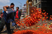 किसानले काठमाडौंकै सडकमा फाले २५ हजार किलो गोलभेंडा