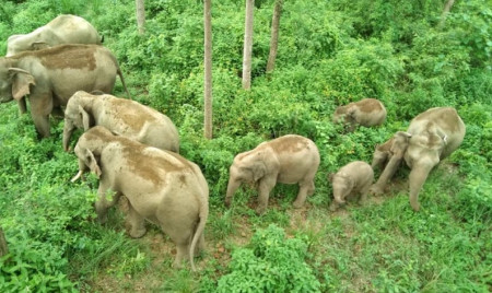 एशियामा हात्ती जोगाउन काठमाडौं घोषणापत्र जारी