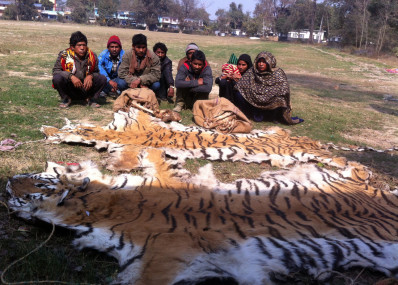 नेपालको जङ्गलमा बाघ मार्ने भारतीय बाबरियालाई सजाय निर्धारणमा चुकेको सर्वोच्च