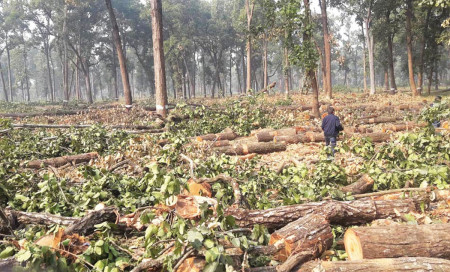 संसद र सरकारले बनाएका छानविन समितिलाई अटेर गर्दैछन् वन अधिकृतहरू