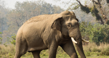 हात्तीको आक्रमणबाट मर्निङ वाकमा निस्केका वृद्धको मृत्यु