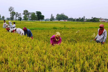 धानको न्यूनतम मूल्य निर्धारण