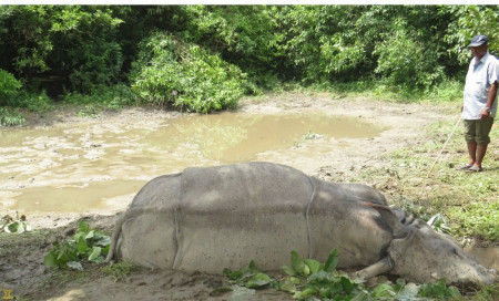 चितवनमा मृत भेटियो गैँडा, चालू आर्थिक वर्षमा १७ गैँडा मरे